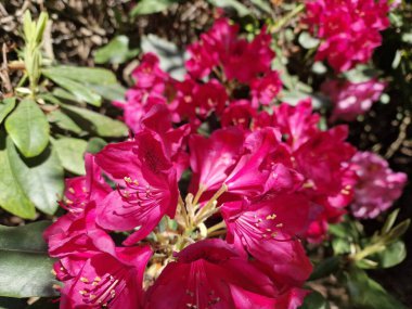 Powsin 'deki Polonya Bilimler Akademisi Botanik Bahçesi' nde bahar çiçeklerinin inanılmaz bir paleti.