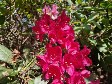 Powsin 'deki Polonya Bilimler Akademisi Botanik Bahçesi' nde bahar çiçeklerinin inanılmaz bir paleti.