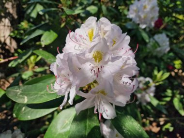 Powsin 'deki Polonya Bilimler Akademisi Botanik Bahçesi' nde bahar çiçeklerinin inanılmaz bir paleti.