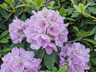 Powsin 'deki Polonya Bilimler Akademisi Botanik Bahçesi' nde bahar çiçeklerinin inanılmaz bir paleti.