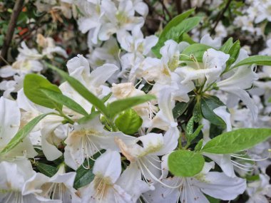 Powsin 'deki Polonya Bilimler Akademisi Botanik Bahçesi' nde bahar çiçeklerinin inanılmaz bir paleti.