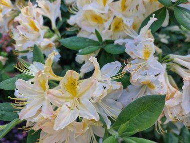 Powsin 'deki Polonya Bilimler Akademisi Botanik Bahçesi' nde bahar çiçeklerinin inanılmaz bir paleti.