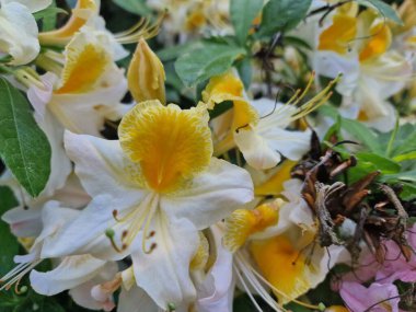 Powsin 'deki Polonya Bilimler Akademisi Botanik Bahçesi' nde bahar çiçeklerinin inanılmaz bir paleti.