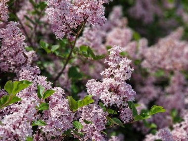 Powsin 'deki Polonya Bilimler Akademisi Botanik Bahçesi' nde bahar çiçeklerinin inanılmaz bir paleti.