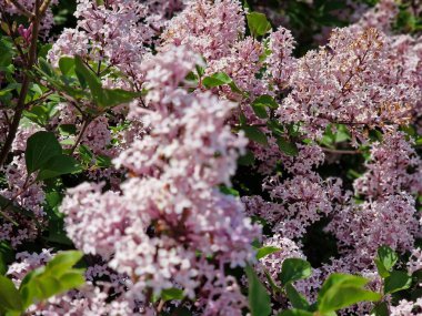 Powsin 'deki Polonya Bilimler Akademisi Botanik Bahçesi' nde bahar çiçeklerinin inanılmaz bir paleti.
