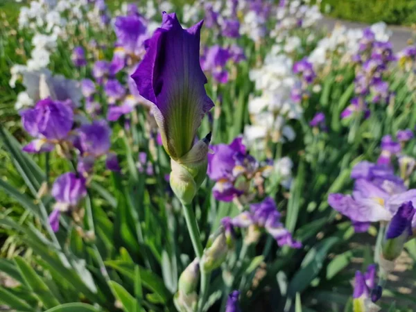Una Increíble Paleta Colores Flores Primavera Jardín Botánico Academia Polaca —  Fotos de Stock