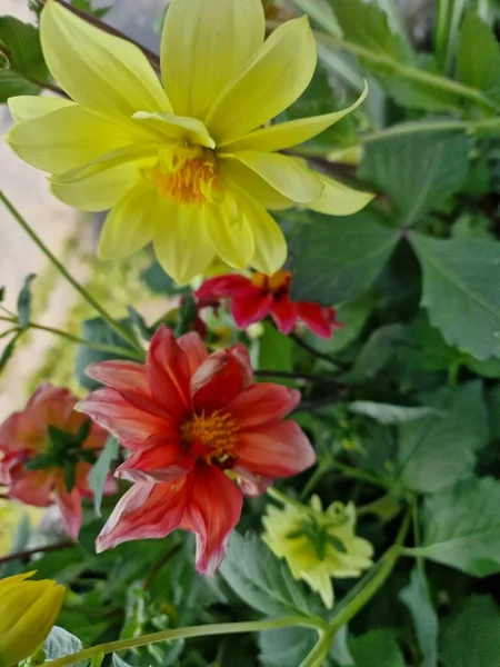 Egy Csodálatos Paletta Színek Tavaszi Virágok Botanikus Kert Lengyel Tudományos — Stock Fotó