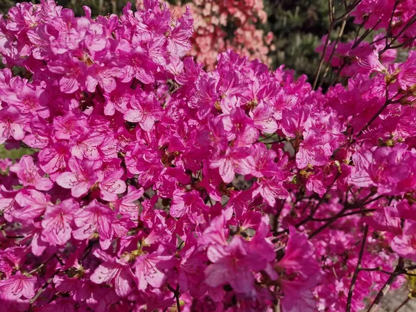 Niesamowita Paleta Kolorów Wiosennych Kwiatów Ogrodzie Botanicznym Polskiej Akademii Nauk — Zdjęcie stockowe