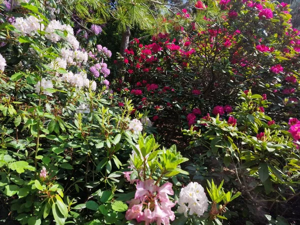Amazing Palette Colors Spring Flowers Botanical Garden Polish Academy Sciences — Stock Photo, Image