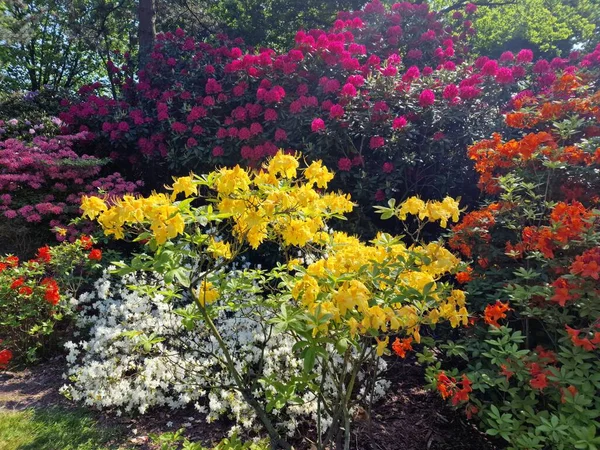 An amazing palette of colors of spring flowers in the Botanical Garden of the Polish Academy of Sciences in Powsin