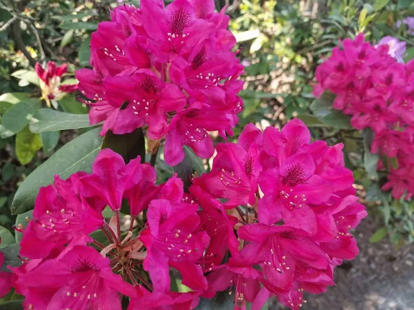 Amazing Palette Colors Spring Flowers Botanical Garden Polish Academy Sciences — Stock Photo, Image