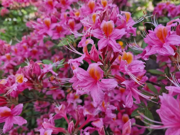 Eine Erstaunliche Palette Von Frühlingsblumen Botanischen Garten Der Polnischen Akademie — Stockfoto