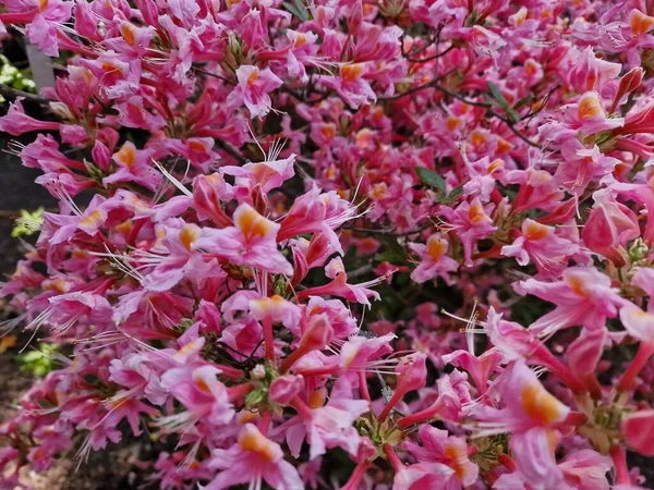 Eine Erstaunliche Palette Von Frühlingsblumen Botanischen Garten Der Polnischen Akademie — Stockfoto