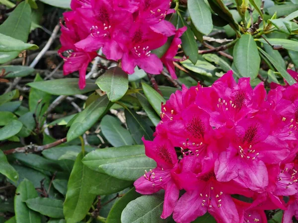 Μια Εκπληκτική Παλέτα Χρωμάτων Ανοιξιάτικων Λουλουδιών Στον Βοτανικό Κήπο Της — Φωτογραφία Αρχείου
