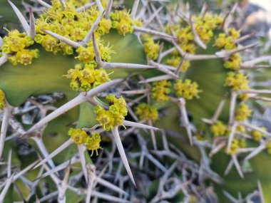 Lanzarote, eşsiz bir Kanarya Adası, çeşitli kaktüslerle böbürlenir. Lanzarote 'nin büyüleyici kaktüs bahçelerini keşfedin. Bu bitkilerin canlı renkleri ve değişik şekilleri çöl yaşamının büyüleyici bir duvar halısını oluşturur..
