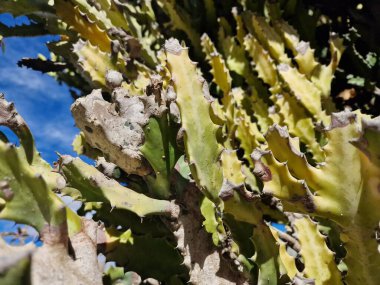 Lanzarote, eşsiz bir Kanarya Adası, çeşitli kaktüslerle böbürlenir. Lanzarote 'nin büyüleyici kaktüs bahçelerini keşfedin. Bu bitkilerin canlı renkleri ve değişik şekilleri çöl yaşamının büyüleyici bir duvar halısını oluşturur..