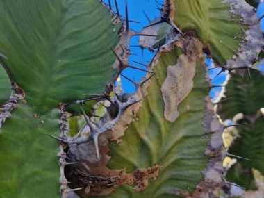 Lanzarote, eşsiz bir Kanarya Adası, çeşitli kaktüslerle böbürlenir. Lanzarote 'nin büyüleyici kaktüs bahçelerini keşfedin. Bu bitkilerin canlı renkleri ve değişik şekilleri çöl yaşamının büyüleyici bir duvar halısını oluşturur..