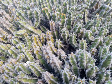 Lanzarote, eşsiz bir Kanarya Adası, çeşitli kaktüslerle böbürlenir. Lanzarote 'nin büyüleyici kaktüs bahçelerini keşfedin. Bu bitkilerin canlı renkleri ve değişik şekilleri çöl yaşamının büyüleyici bir duvar halısını oluşturur..