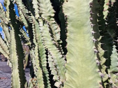 Lanzarote, eşsiz bir Kanarya Adası, çeşitli kaktüslerle böbürlenir. Lanzarote 'nin büyüleyici kaktüs bahçelerini keşfedin. Bu bitkilerin canlı renkleri ve değişik şekilleri çöl yaşamının büyüleyici bir duvar halısını oluşturur..