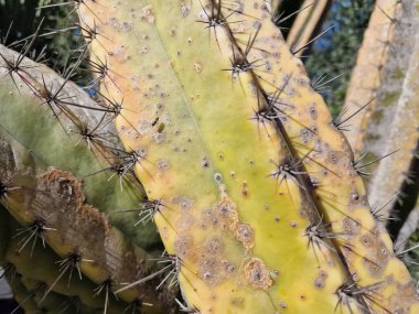 Lanzarote, eşsiz bir Kanarya Adası, çeşitli kaktüslerle böbürlenir. Lanzarote 'nin büyüleyici kaktüs bahçelerini keşfedin. Bu bitkilerin canlı renkleri ve değişik şekilleri çöl yaşamının büyüleyici bir duvar halısını oluşturur..
