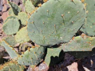 Lanzarote, eşsiz bir Kanarya Adası, çeşitli kaktüslerle böbürlenir. Lanzarote 'nin büyüleyici kaktüs bahçelerini keşfedin. Bu bitkilerin canlı renkleri ve değişik şekilleri çöl yaşamının büyüleyici bir duvar halısını oluşturur..