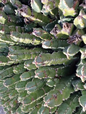 Lanzarote, eşsiz bir Kanarya Adası, çeşitli kaktüslerle böbürlenir. Lanzarote 'nin büyüleyici kaktüs bahçelerini keşfedin. Bu bitkilerin canlı renkleri ve değişik şekilleri çöl yaşamının büyüleyici bir duvar halısını oluşturur..