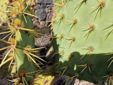 Lanzarote, eşsiz bir Kanarya Adası, çeşitli kaktüslerle böbürlenir. Lanzarote 'nin büyüleyici kaktüs bahçelerini keşfedin. Bu bitkilerin canlı renkleri ve değişik şekilleri çöl yaşamının büyüleyici bir duvar halısını oluşturur..