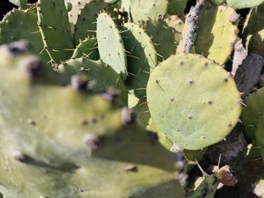 Lanzarote, eşsiz bir Kanarya Adası, çeşitli kaktüslerle böbürlenir. Lanzarote 'nin büyüleyici kaktüs bahçelerini keşfedin. Bu bitkilerin canlı renkleri ve değişik şekilleri çöl yaşamının büyüleyici bir duvar halısını oluşturur..