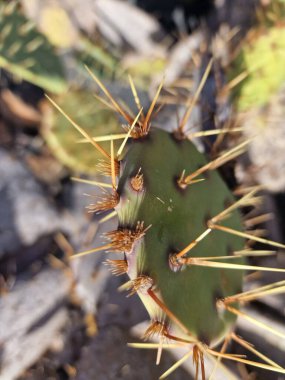 Lanzarote, eşsiz bir Kanarya Adası, çeşitli kaktüslerle böbürlenir. Lanzarote 'nin büyüleyici kaktüs bahçelerini keşfedin. Bu bitkilerin canlı renkleri ve değişik şekilleri çöl yaşamının büyüleyici bir duvar halısını oluşturur..