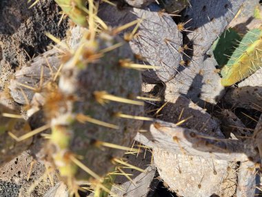 Lanzarote, eşsiz bir Kanarya Adası, çeşitli kaktüslerle böbürlenir. Lanzarote 'nin büyüleyici kaktüs bahçelerini keşfedin. Bu bitkilerin canlı renkleri ve değişik şekilleri çöl yaşamının büyüleyici bir duvar halısını oluşturur..