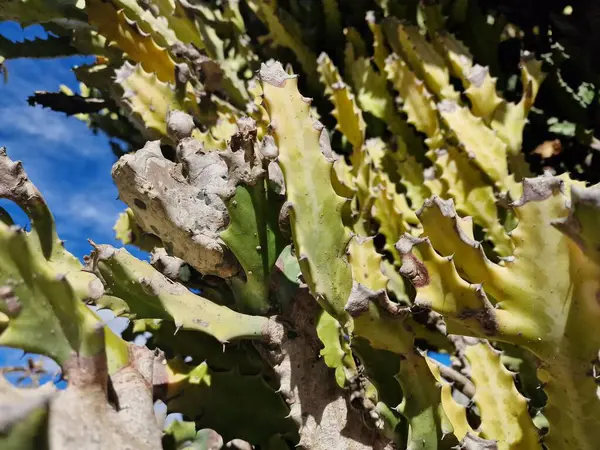 Lanzarote, eşsiz bir Kanarya Adası, çeşitli kaktüslerle böbürlenir. Lanzarote 'nin büyüleyici kaktüs bahçelerini keşfedin. Bu bitkilerin canlı renkleri ve değişik şekilleri çöl yaşamının büyüleyici bir duvar halısını oluşturur..