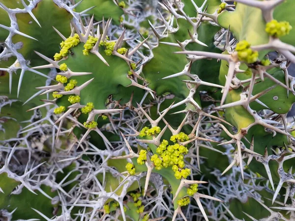 독특한 카나리아 란자로테 Lanzarote 다양한 종류의 칸티를 자랑합니다 란자로테의 아름다운 — 스톡 사진