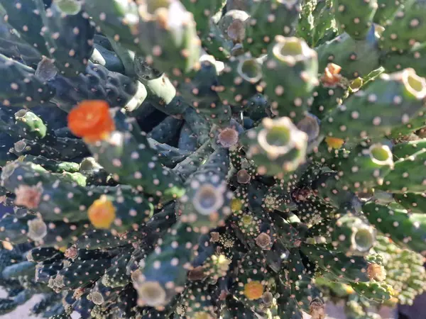 독특한 카나리아 란자로테 Lanzarote 다양한 종류의 칸티를 자랑합니다 란자로테의 아름다운 — 스톡 사진