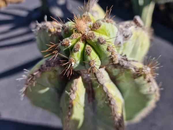 Lanzarote Egy Egyedülálló Kanári Sziget Büszkélkedhet Sokféle Kaktuszok Fedezze Fel — Stock Fotó
