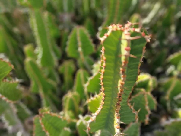 Lanzarote Egy Egyedülálló Kanári Sziget Büszkélkedhet Sokféle Kaktuszok Fedezze Fel — Stock Fotó