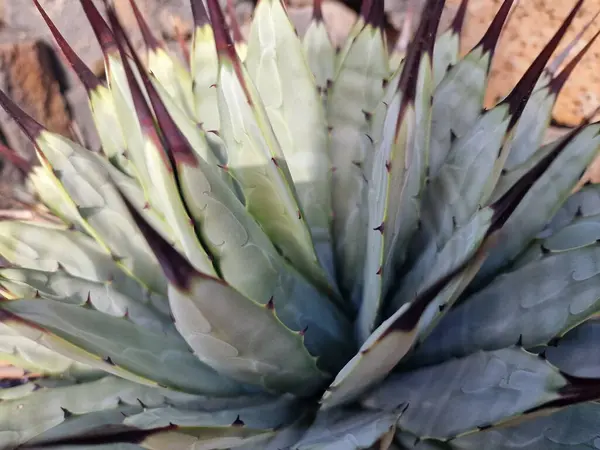 Lanzarote, eşsiz bir Kanarya Adası, çeşitli kaktüslerle böbürlenir. Lanzarote 'nin büyüleyici kaktüs bahçelerini keşfedin. Bu bitkilerin canlı renkleri ve değişik şekilleri çöl yaşamının büyüleyici bir duvar halısını oluşturur..