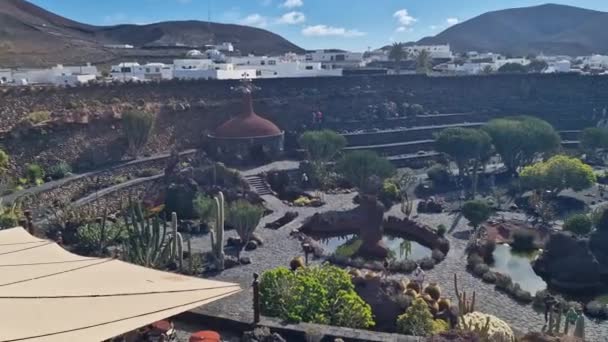 Lanzarote Unik Kanarisk Kan Prale Bred Vifte Kaktus Udforsk Lanzarotes – Stock-video