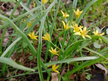 İlkbaharın canlı paletinde, doğa renk patlaması ile uyanır, sarı, beyaz ve pastel tonlarında çiçekler açarken, yeşiller manzarayı kaplayarak mevsimin yenilenmesinin sinyallerini verir..