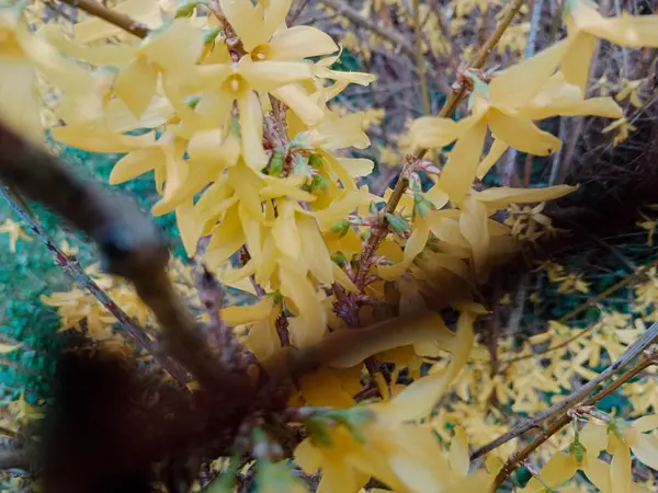 Яскравій Палітрі Весни Природа Прокидається Спалахом Кольору Розквітає Відтінках Жовтих Стокове Фото