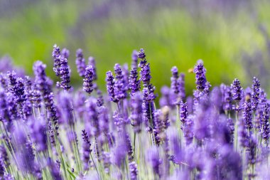 Güzel lavanta çiçeği, yakın plan.
