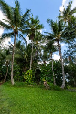 Sahilde palmiye ağaçları