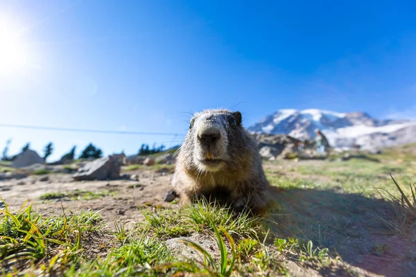 stock image Curious marmots up the mountain