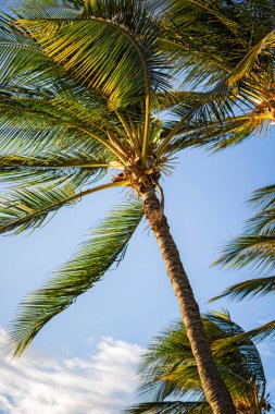 Palmiye ağaçlarının alttaki manzarası güzel mavi gökyüzüne karşı. Mavi gökyüzü arka planında yeşil palmiye ağacı.