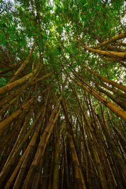 Tropikal yağmur ormanlarında bambu ağacı manzarası