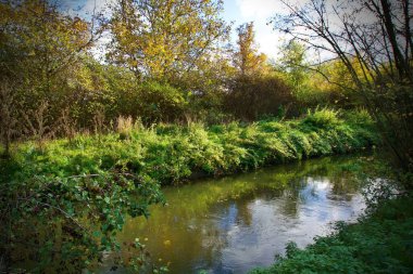 Sonbahar ormanındaki nehir.