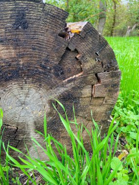Ağaç kütüğü yeşil yosun ile ön görünüm