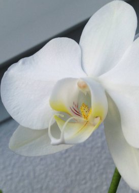 Beyaz orkideler, falaenopsis çiçeği yakın plan.