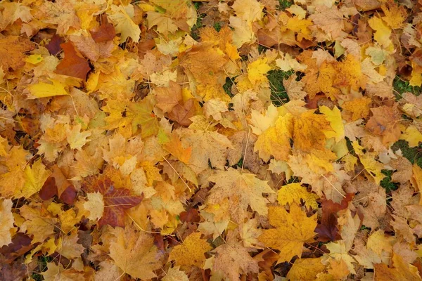 Sonbaharda renkli yapraklar.