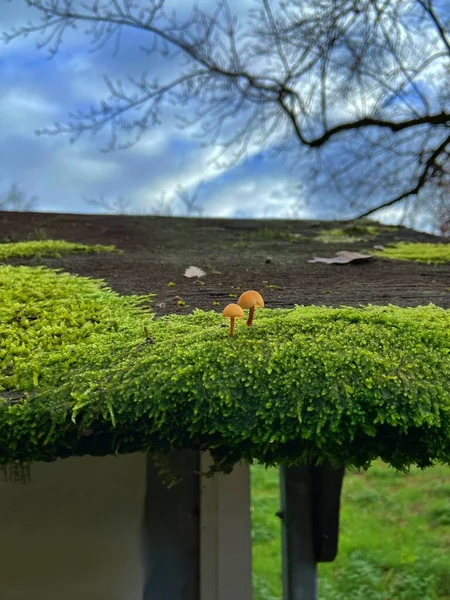 Çatıdaki yosunlarda çok küçük mantarlar var.