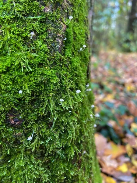Yosunlu ağaç kabuğunda küçük mantarlar